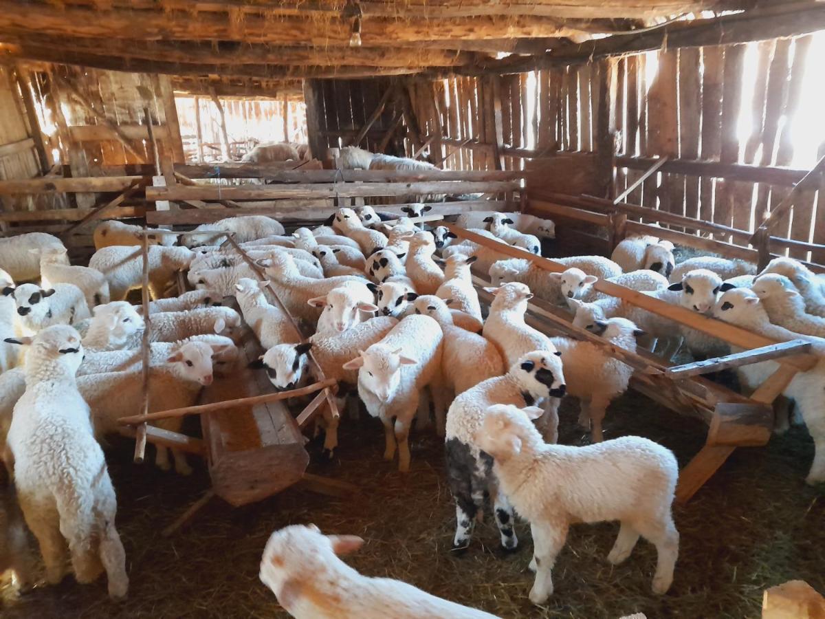 Casa De La Ferma Mariuca Villa Berbesti Dış mekan fotoğraf