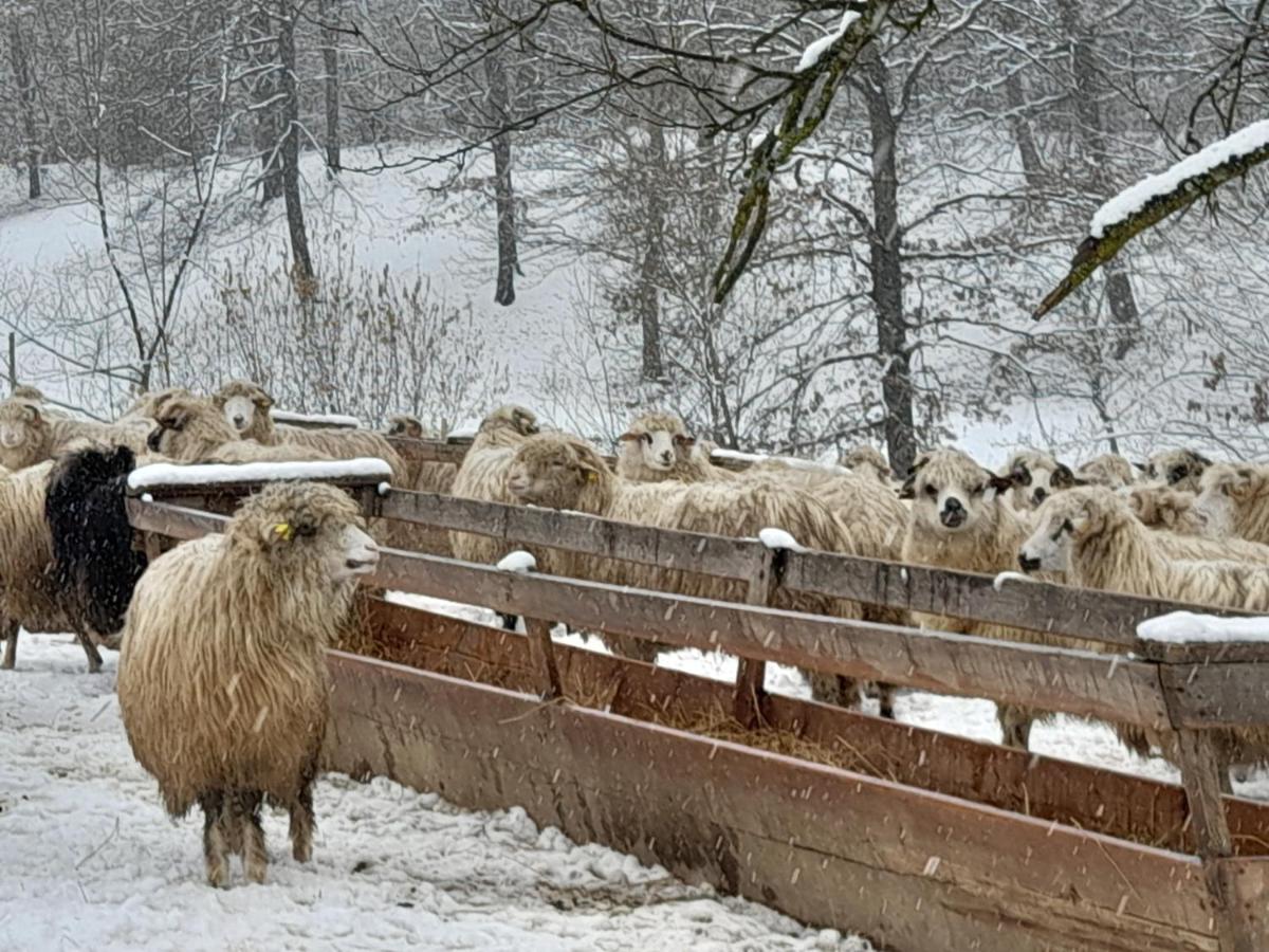 Casa De La Ferma Mariuca Villa Berbesti Dış mekan fotoğraf