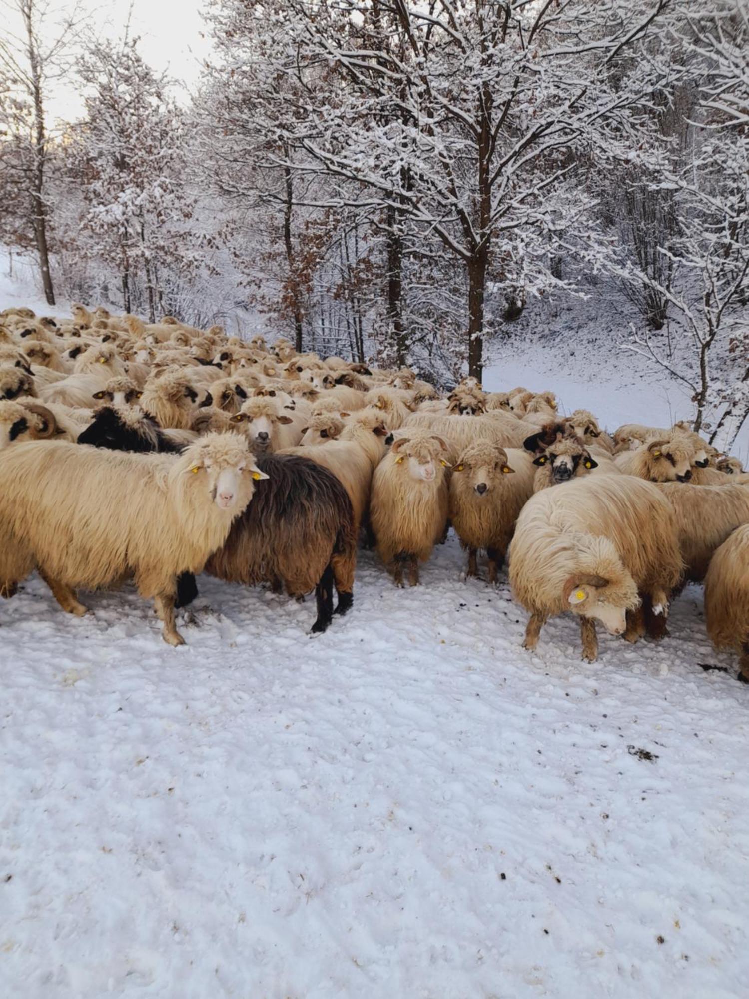 Casa De La Ferma Mariuca Villa Berbesti Dış mekan fotoğraf