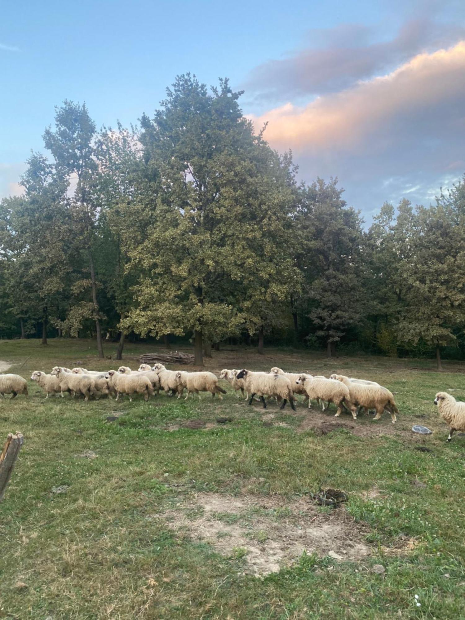 Casa De La Ferma Mariuca Villa Berbesti Dış mekan fotoğraf